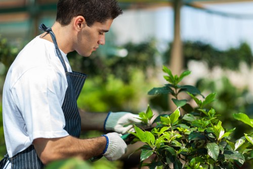 Hedge trimming tools used by professionals